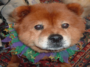 15 Minute Phone Session Animal Communication and or Psychic Counseling