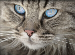 cat face