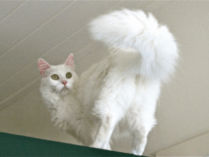 50 Minute Phone Session Animal Communication and or Personal Psychic Counseling