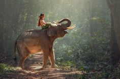 elephant and mahoot