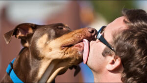 dog licking guy