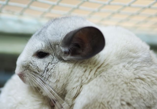 white chinchilla