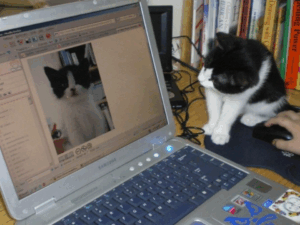 50 Minute Zoom Session Animal Communication or Personal Psychic Counseling