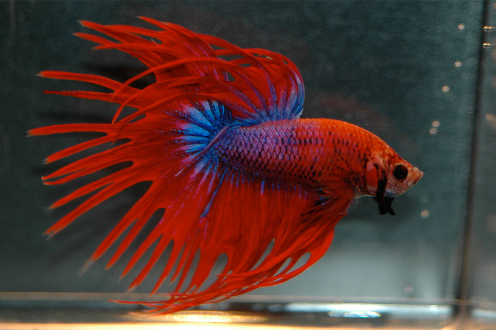 Red Beta Fish