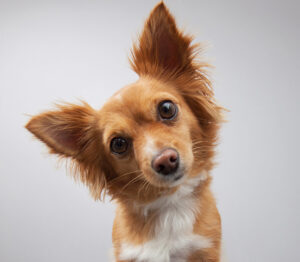 inquiring dog