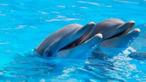 dolphin pair