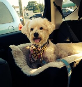 dog in car seat