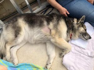 sick dog