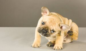 itchy dog