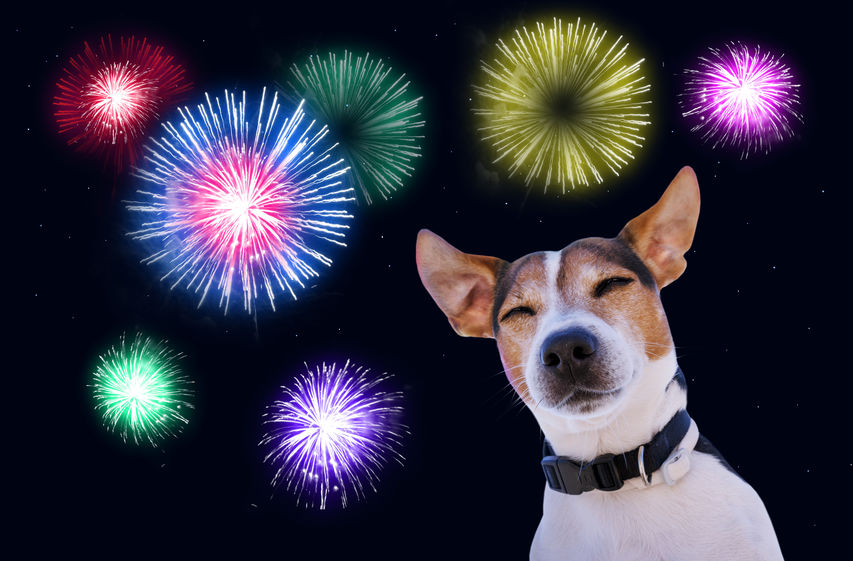 dog with fireworks