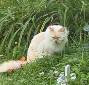 cat in field
