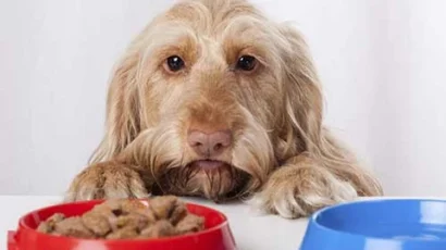 Old-Dog-Eating-Food_large